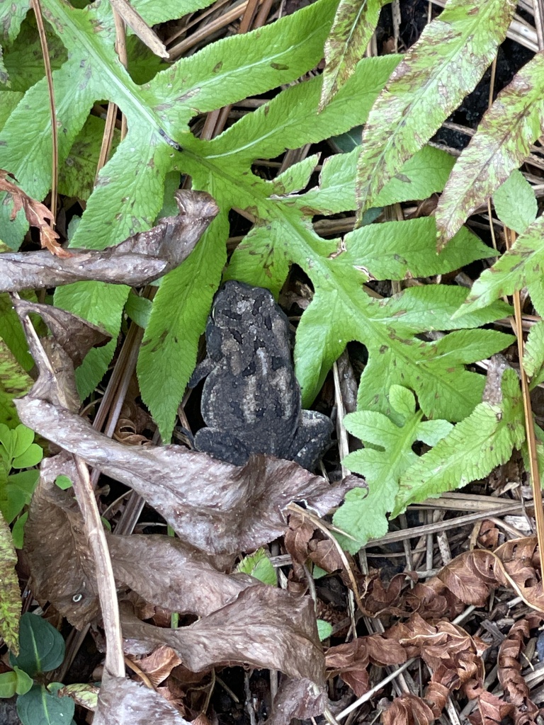 Southern Toad from University Of North Carolina, Wilmington, NC, US on ...