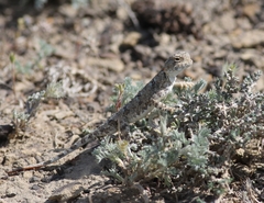 Phrynocephalus helioscopus