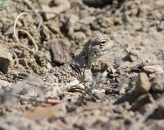 Phrynocephalus helioscopus