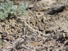 Phrynocephalus helioscopus