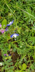 Veronica syriaca