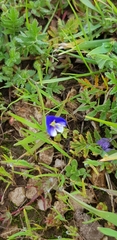 Veronica syriaca