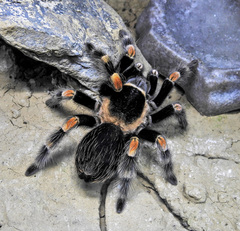 Brachypelma auratum