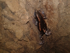 Phrynomantis bifasciatus