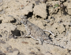 Phrynocephalus helioscopus