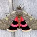 Underwing Moths - Photo (c) Stuart Tingley, some rights reserved (CC BY-NC), uploaded by Stuart Tingley