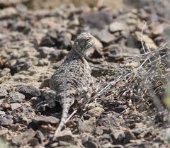 Phrynocephalus helioscopus