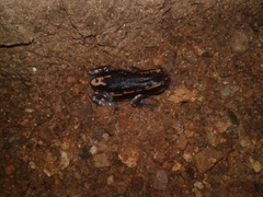 Phrynomantis bifasciatus
