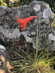 Cyrtanthus thorncroftii