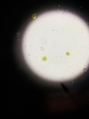 Desmidiaceae