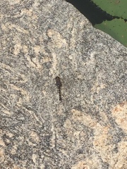 Bradinopyga geminata