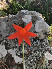 Cyrtanthus thorncroftii