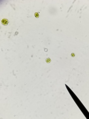 Desmidiaceae