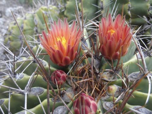 Emory's barrel cactus