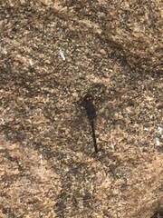 Bradinopyga geminata