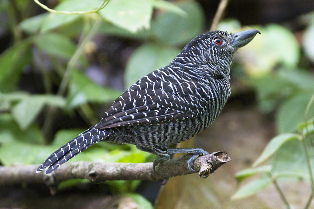 Fasciated Antshrike photo