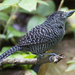 Fasciated Antshrike - Photo (c) Dave Wendelken, some rights reserved (CC BY-NC), uploaded by Dave Wendelken