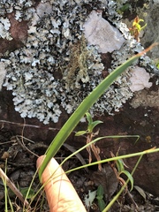 Cyrtanthus thorncroftii