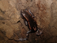 Phrynomantis bifasciatus