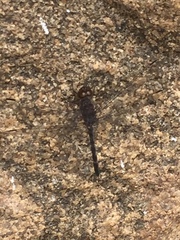 Bradinopyga geminata