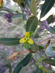 Cneorum tricoccon