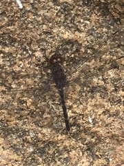 Bradinopyga geminata