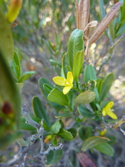 Cneorum tricoccon