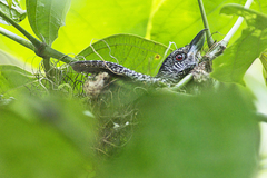 Cymbilaimus lineatus