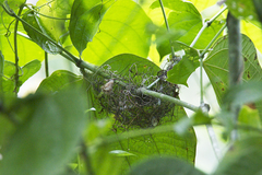 Cymbilaimus lineatus