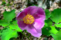 Paeonia daurica