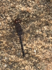 Bradinopyga geminata