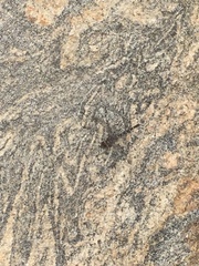 Bradinopyga geminata