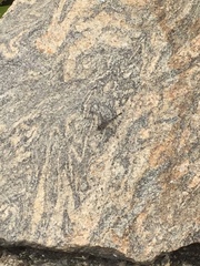 Bradinopyga geminata