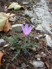 Colchicum autumnale