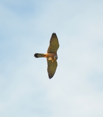 Falco naumanni image