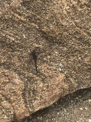 Bradinopyga geminata