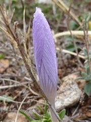 Crocus