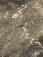 Bradinopyga geminata