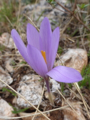 Crocus