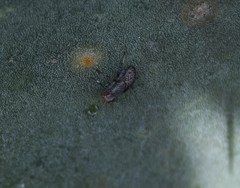 Stictomyia longicornis
