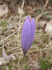 Crocus