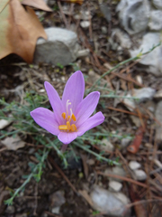 Colchicum autumnale