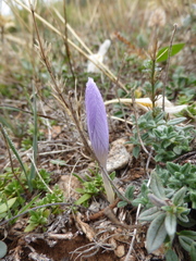 Crocus