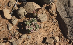 Crassula deltoidea