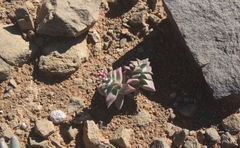 Crassula deltoidea