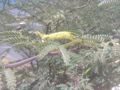 Prosopis juliflora