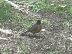 Turdus migratorius