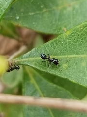 Crematogaster ashmeadi