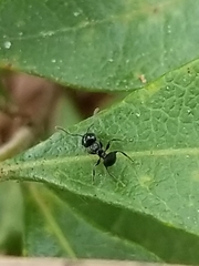 Crematogaster ashmeadi