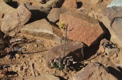 Albuca concordiana
